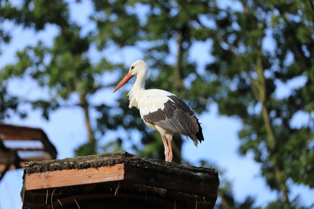Odsetki od prowizji niezgodne z prawem UE. Wyrok TSUE C-744/24 i sankcja kredytu darmowego